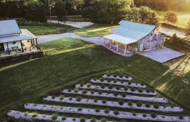 Lavender Farm concert in Eureka Springs